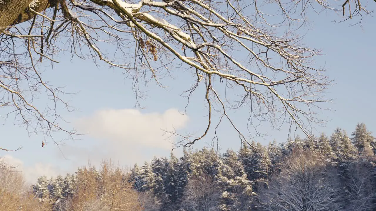 Snowy tree branches and snow covered forest pan right view