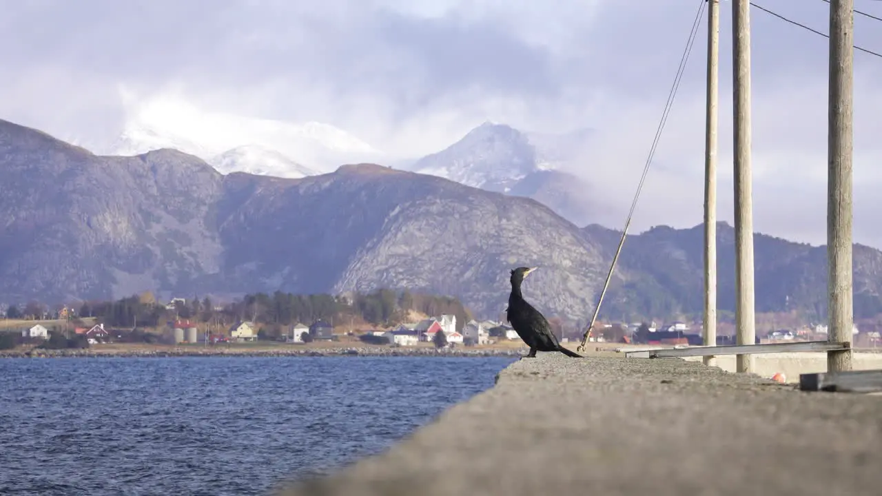 Cormorant in a harbor enjoying beautiful scenery 4K