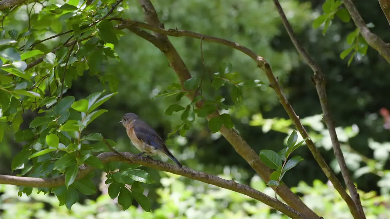 Eastern bluebird female sitting on a tree branch in early summer