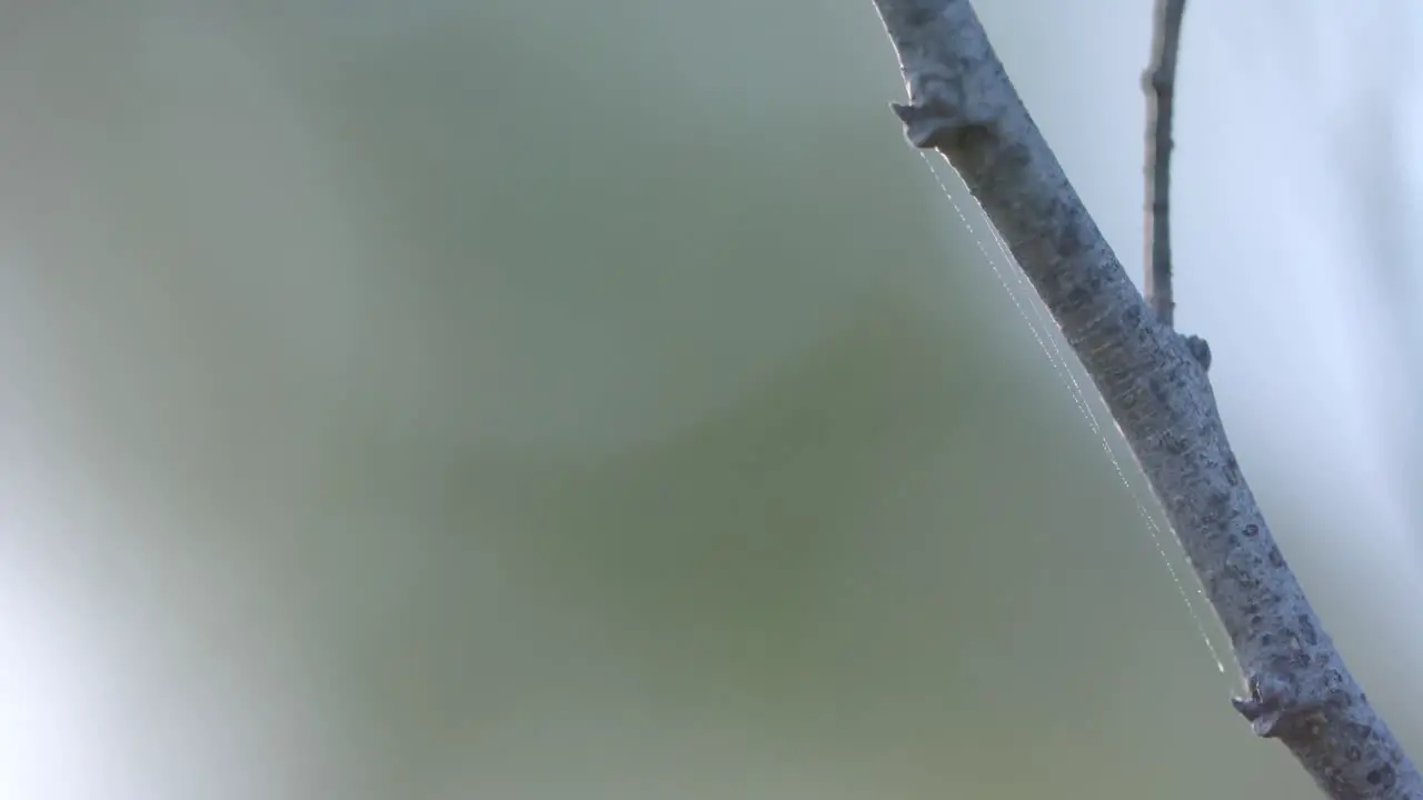 Close up of spider's web on tree branch slow motion