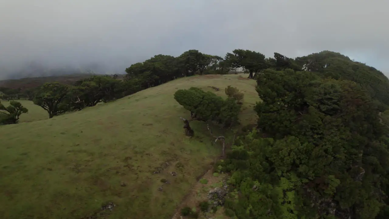 Drone flying over Fanal Forest at Madeira where laurel trees and misty fog are visible under the drone