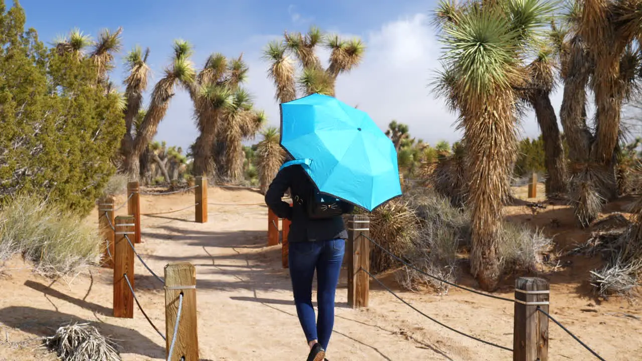 A young woman with a blue umbrella walking a desert nature preserve after a rain storm with Joshua trees on the trail