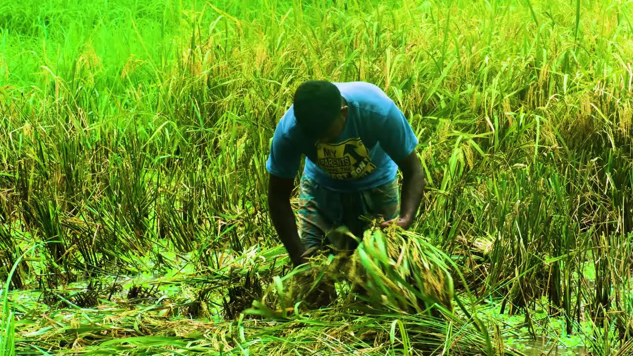 Farmer Cutting Damaged Crops By Flood At Paddy Field