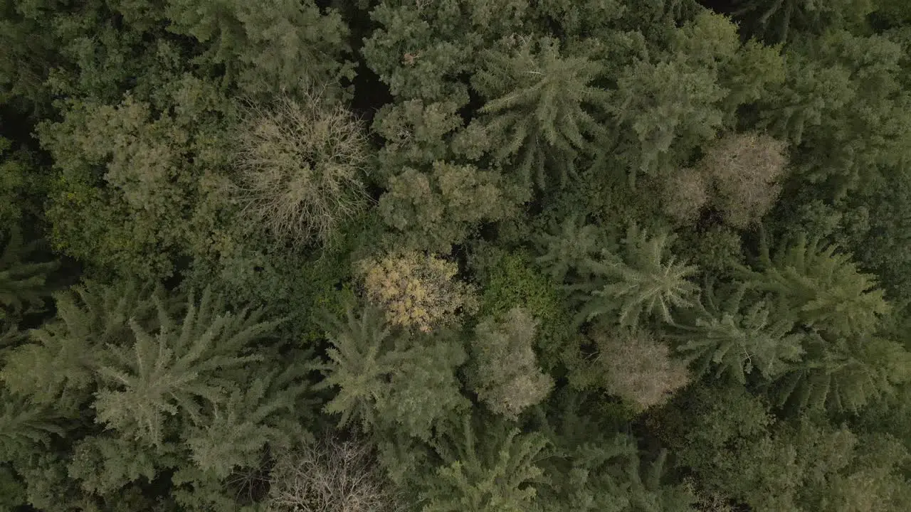 Slow aerial top down shot flying through the autumnal woods