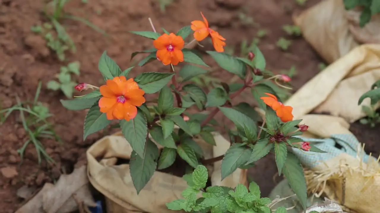 Small orange flowers growing outside close up