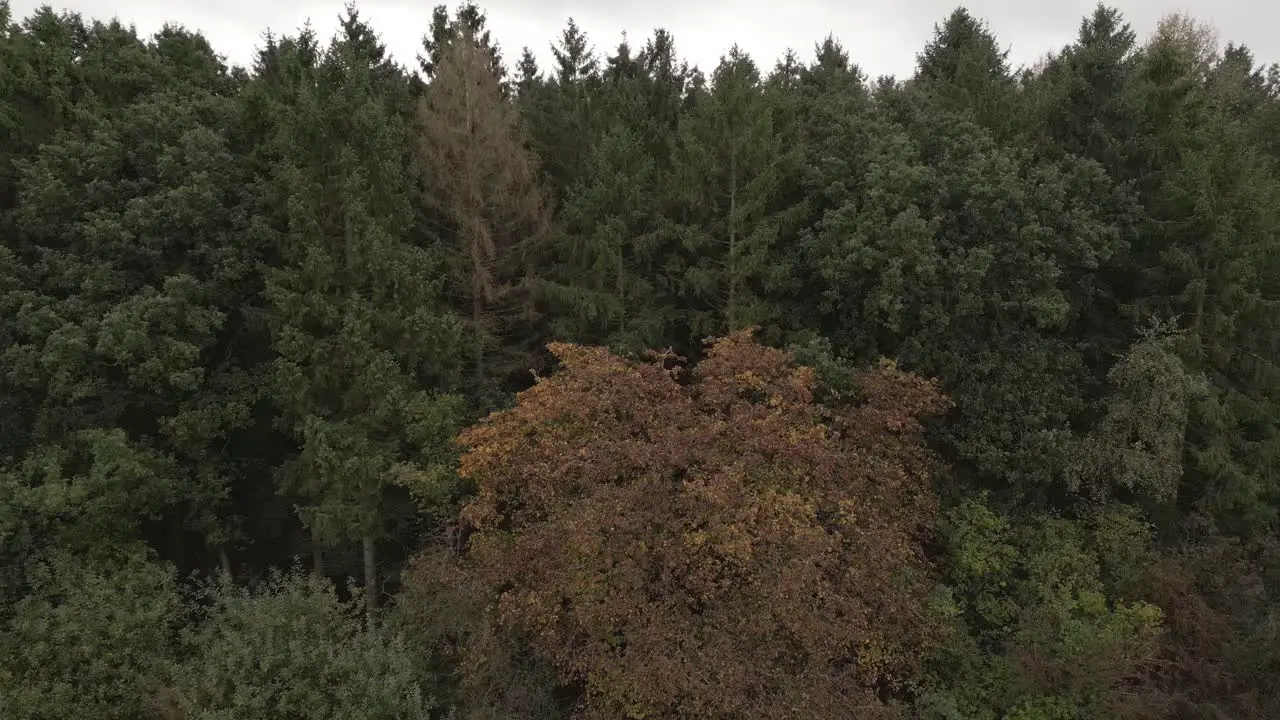 Slow aerial flying around an autumnal orange tree