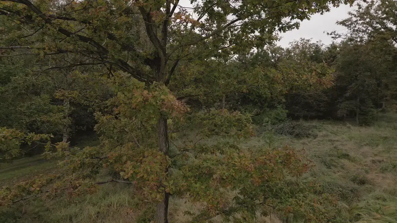 Slow aerial shot flying around an orange autumnal tree in the woods