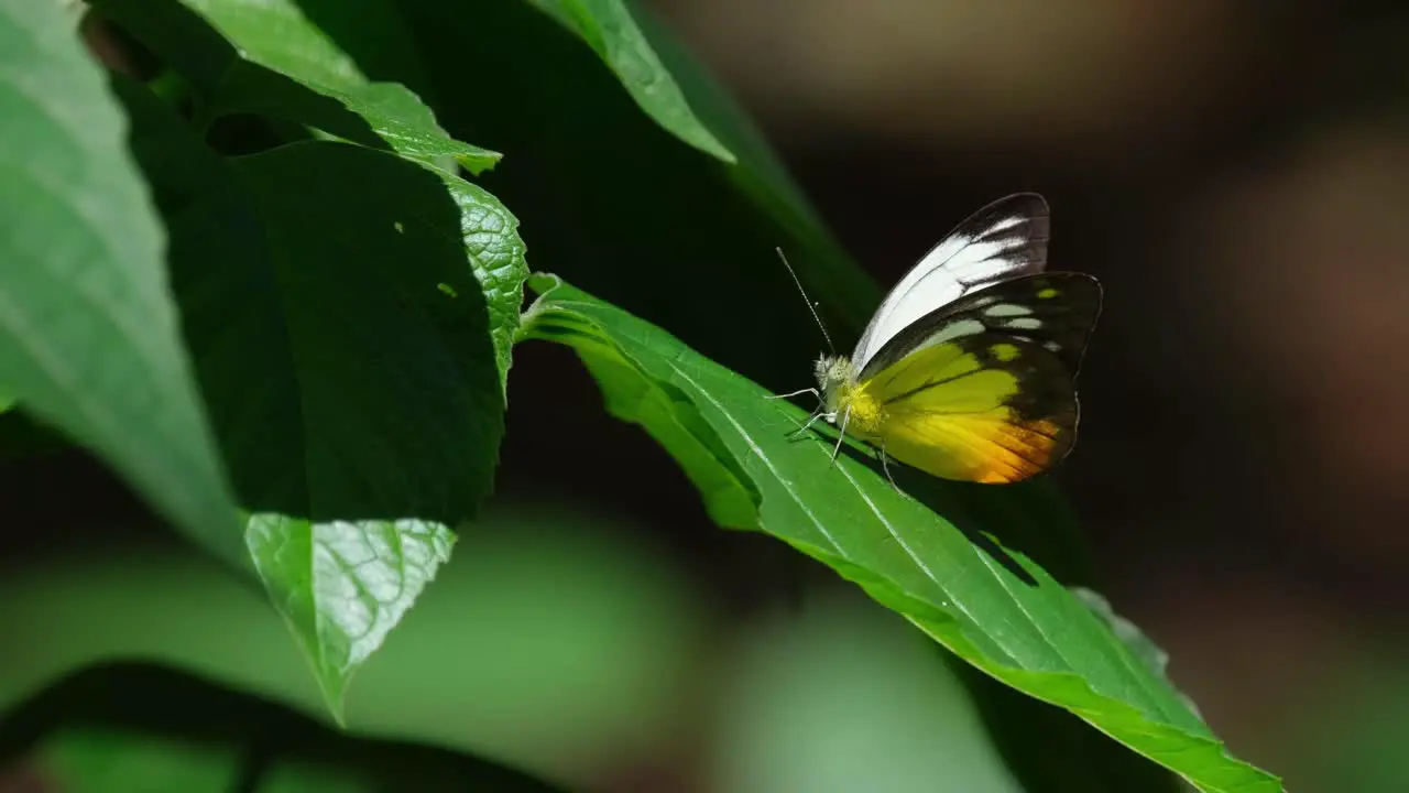 A single Orange Gull Cepora judith butterfly is perched on a leaf and it flew to the top right side of the frame at Kaeng Krachan National Park in Thailand