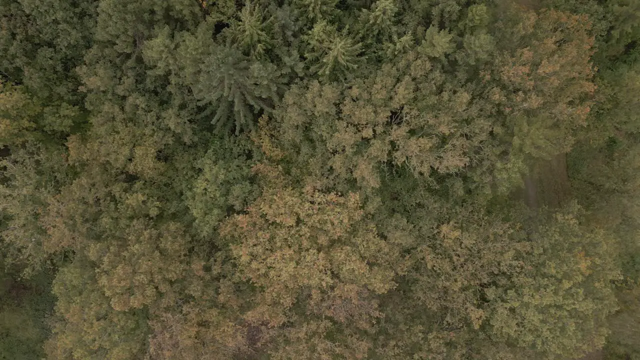 Aerial top down shot flying above the woodland