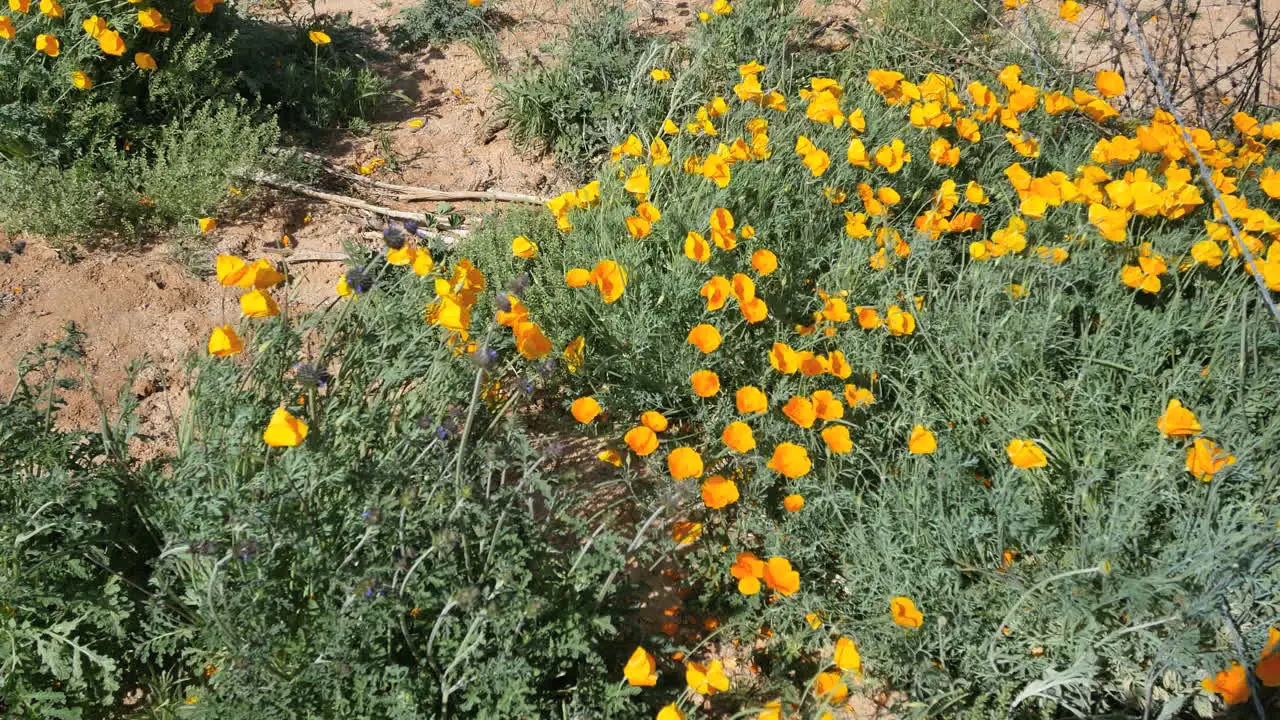 Arizona Detail Poppies