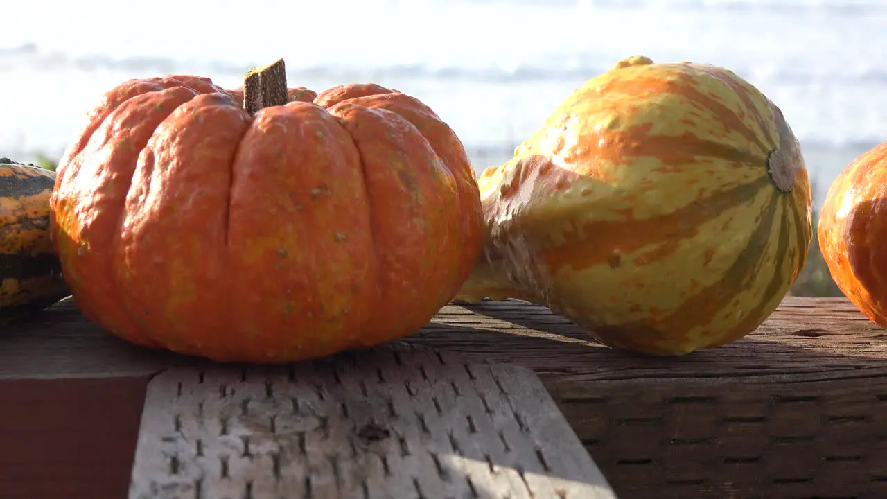 Pumpkin By The Sea