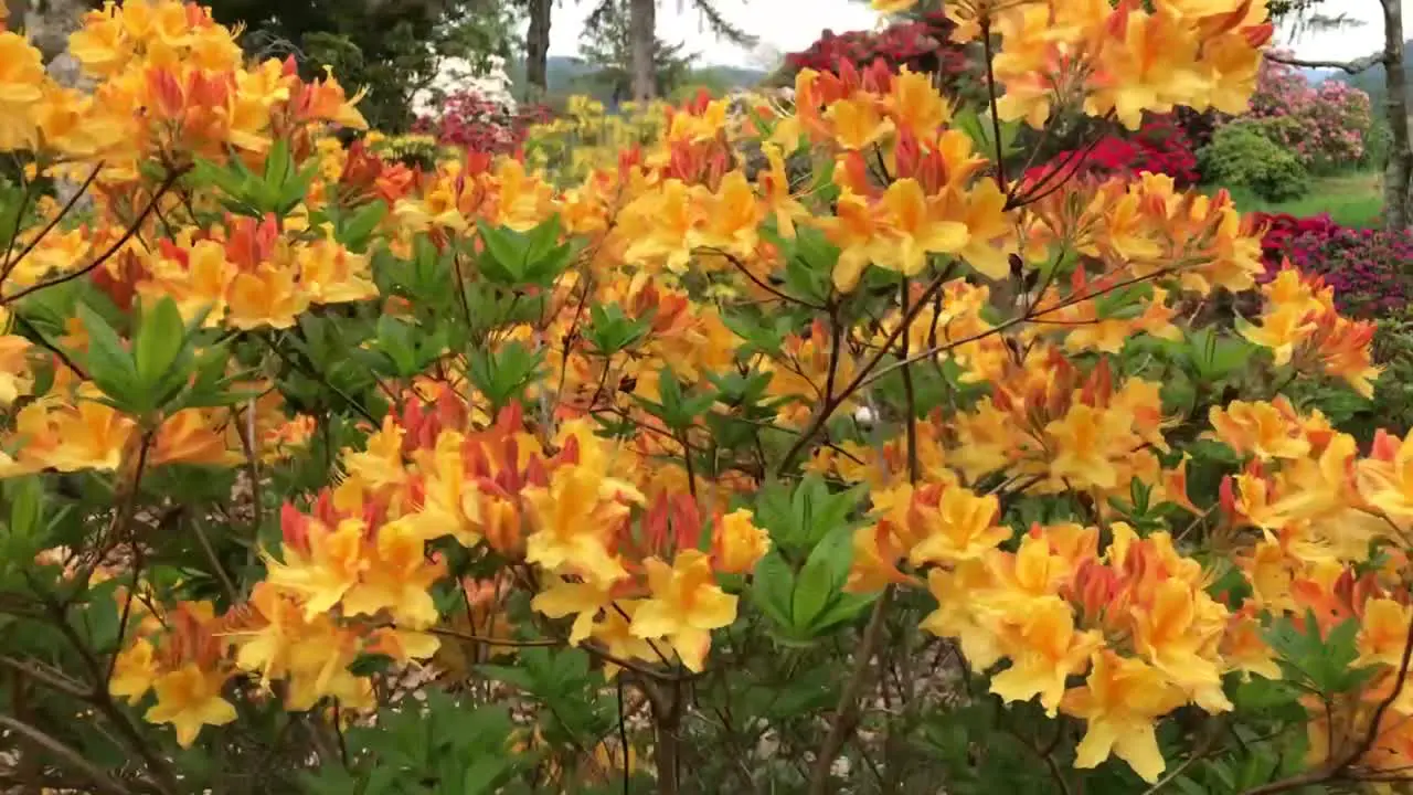 Moving around a beautiful Yellow and orange Rhododendron bush covered in flowers