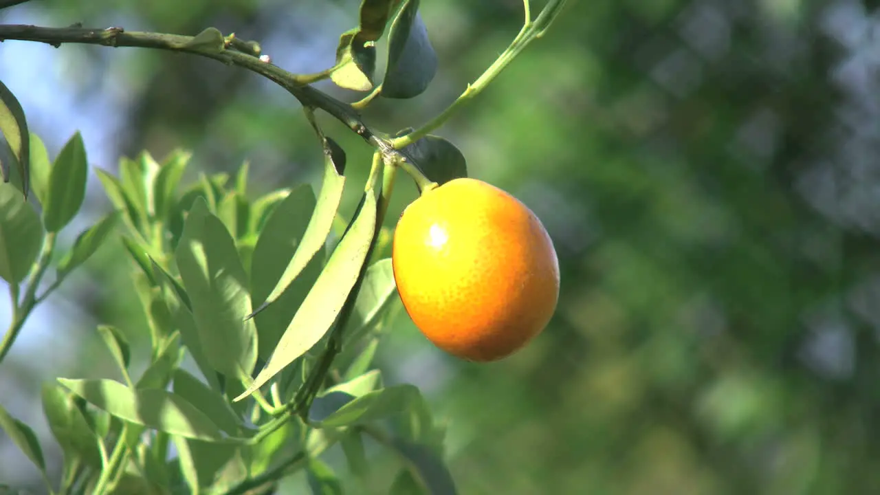 Satsuma And Leaves