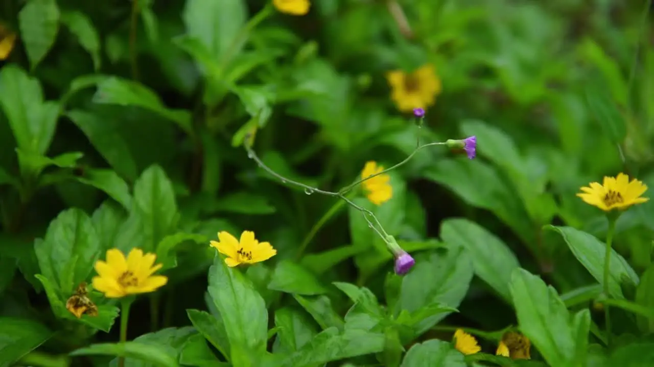 Yellow forest flower