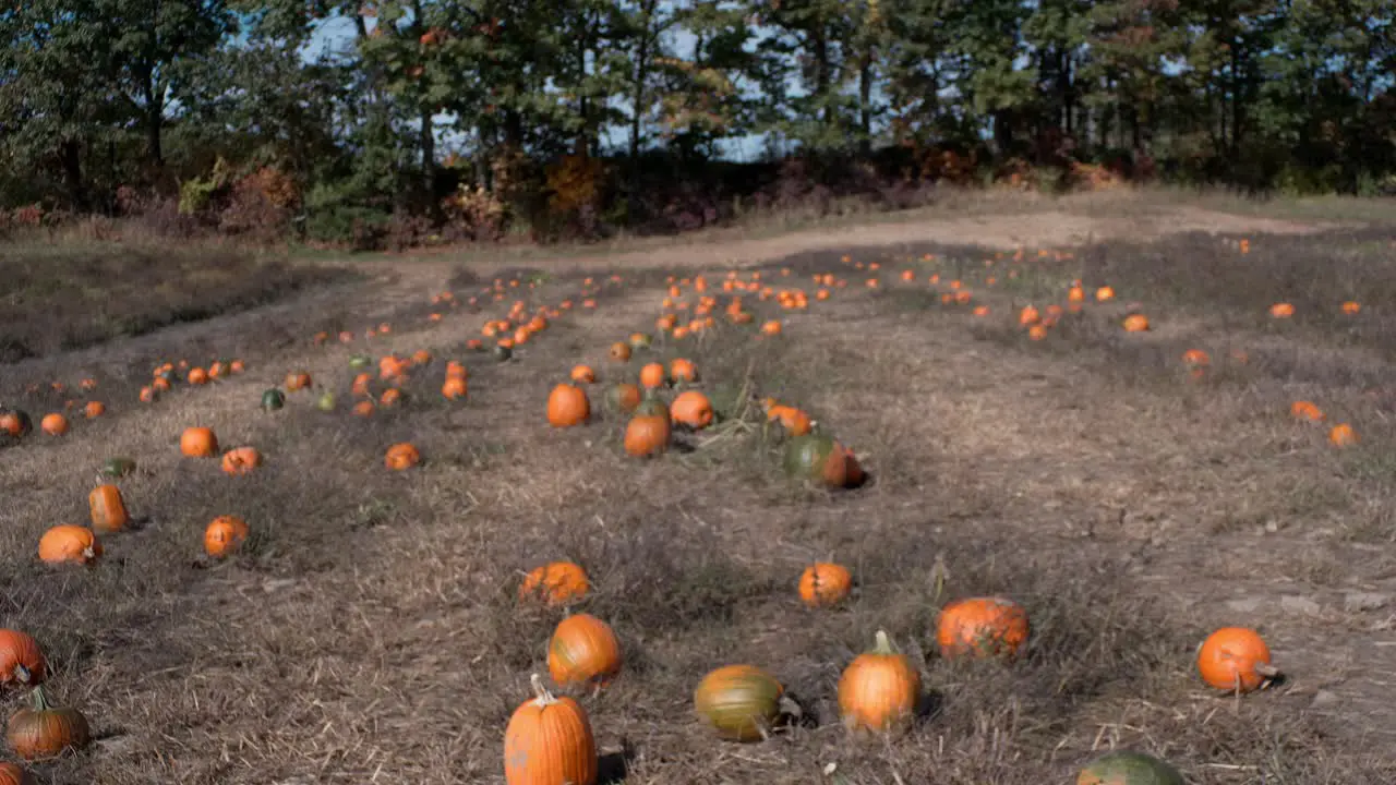 Pumpkin patch is revealed as camera tilts with shallow focus