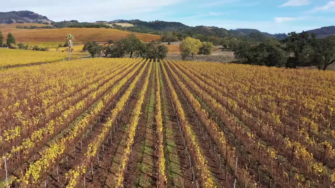 The changing colors of the Vineyards in Northern California flying over the rows of grape vines as they change colors in the fall