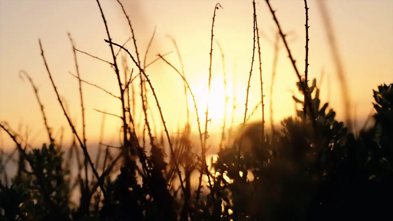 Sunset on the beach peeking through the bushes silhouette in 4k