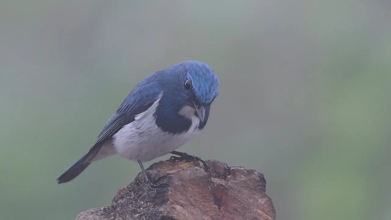 The Ultramarine Flycatcher also known as the White-browed Blue Flycatcher a winter migrant to Thailand is very friendy to people