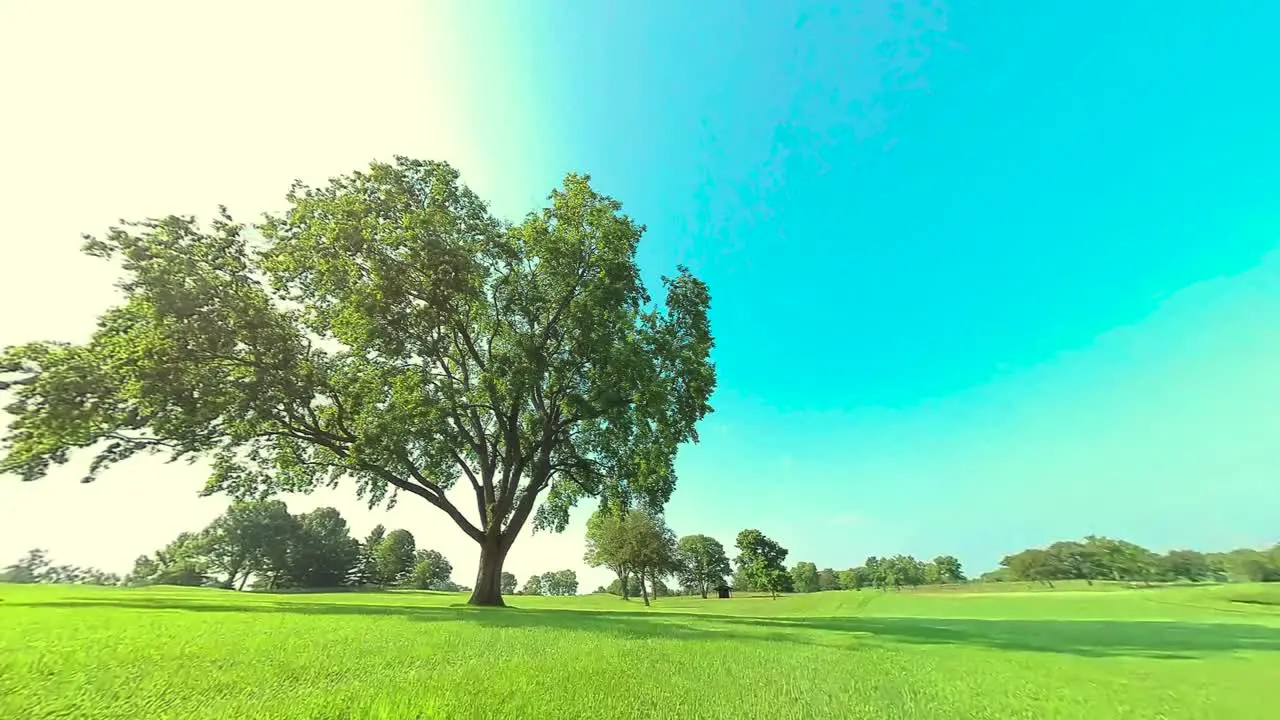 HD Circling a huge tree shot 38