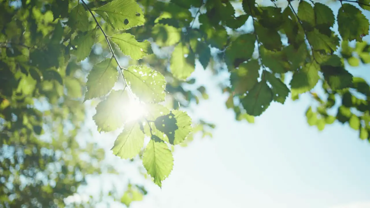 4K slow motion shot of a tree branch moving through the wind with the leaves showing the sun light in the background