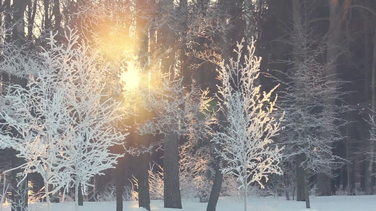 Sunset in winter forest Sun rays shine through winter trees Winter sun set