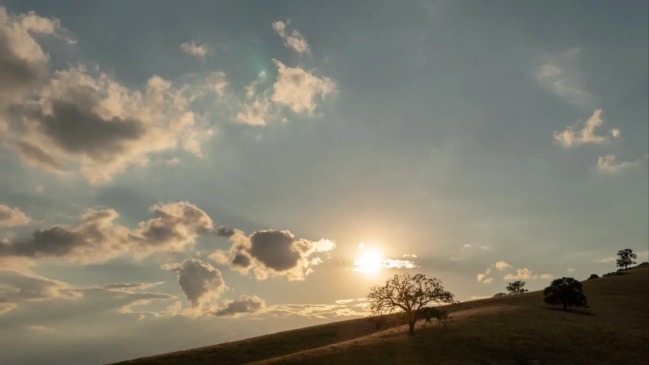 Sunsetting behind tree in the desert