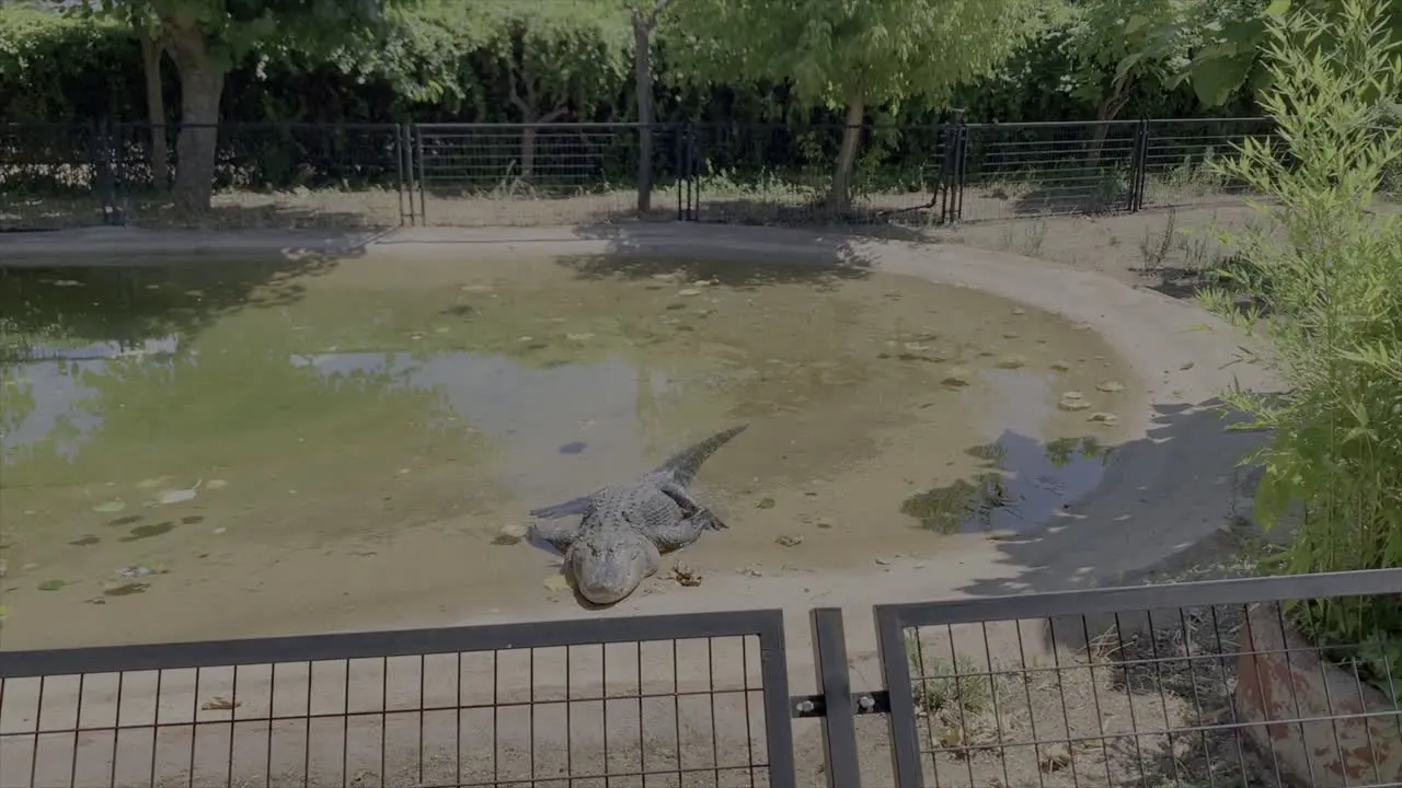 A crocodile relaxing in the sun