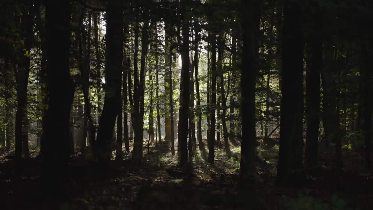 Morning sun shining through a dense forest