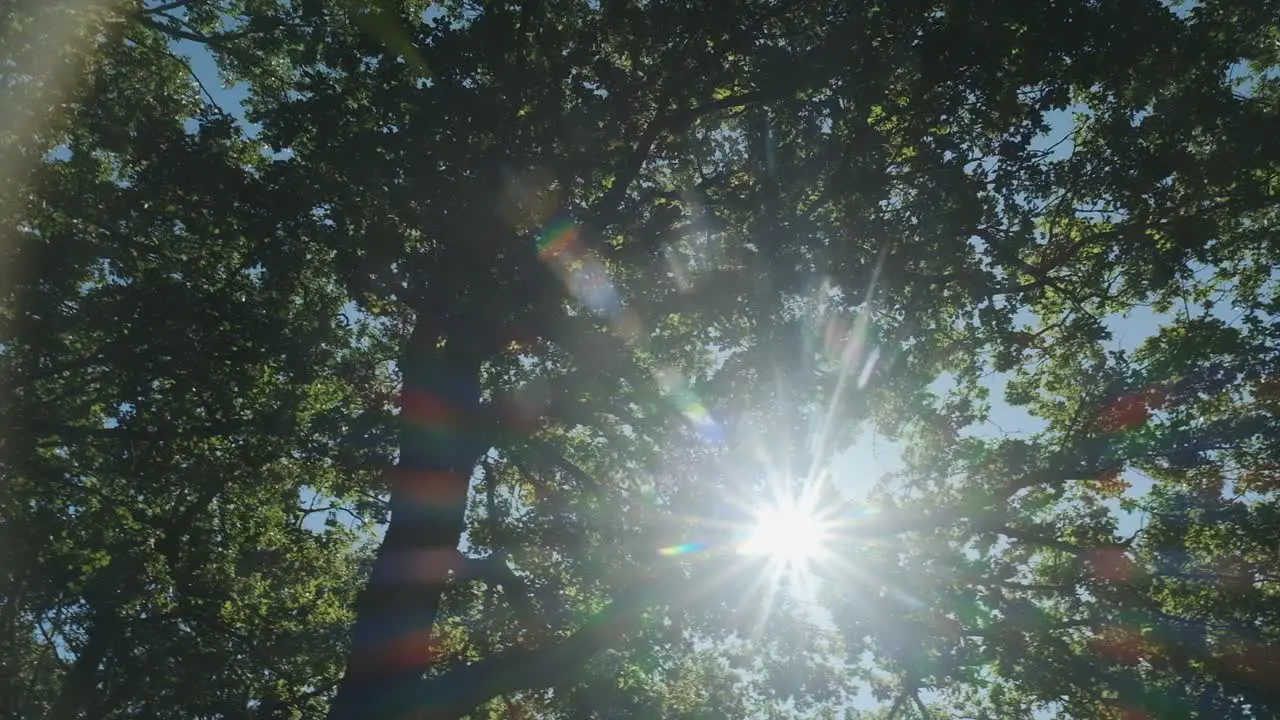 Sun star flares through tree branches with lush green leaves