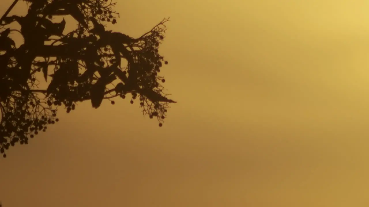 Tree branch swaying in the breeze during sunset