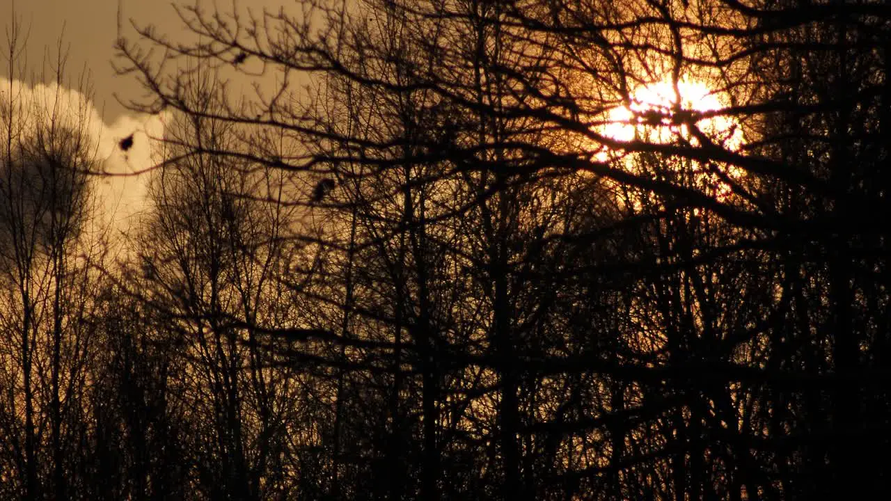 Sunrise behind black trees