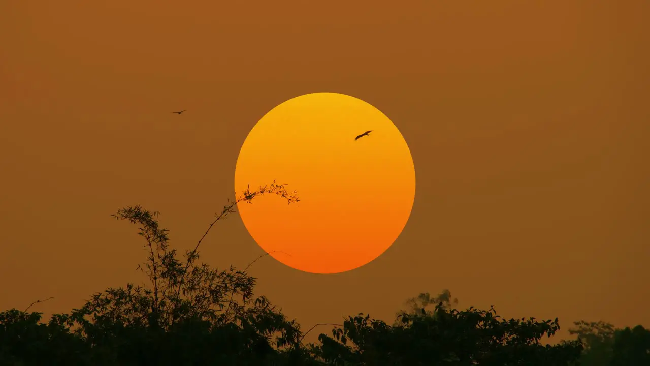 Silhouette of birds flying by big orange sun over forest