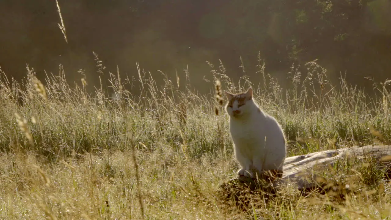 Cat sitting peacefully in the sun in long grass