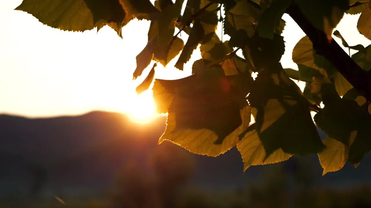 Green leaves illuminated by the rays of the rising sun over the mountains