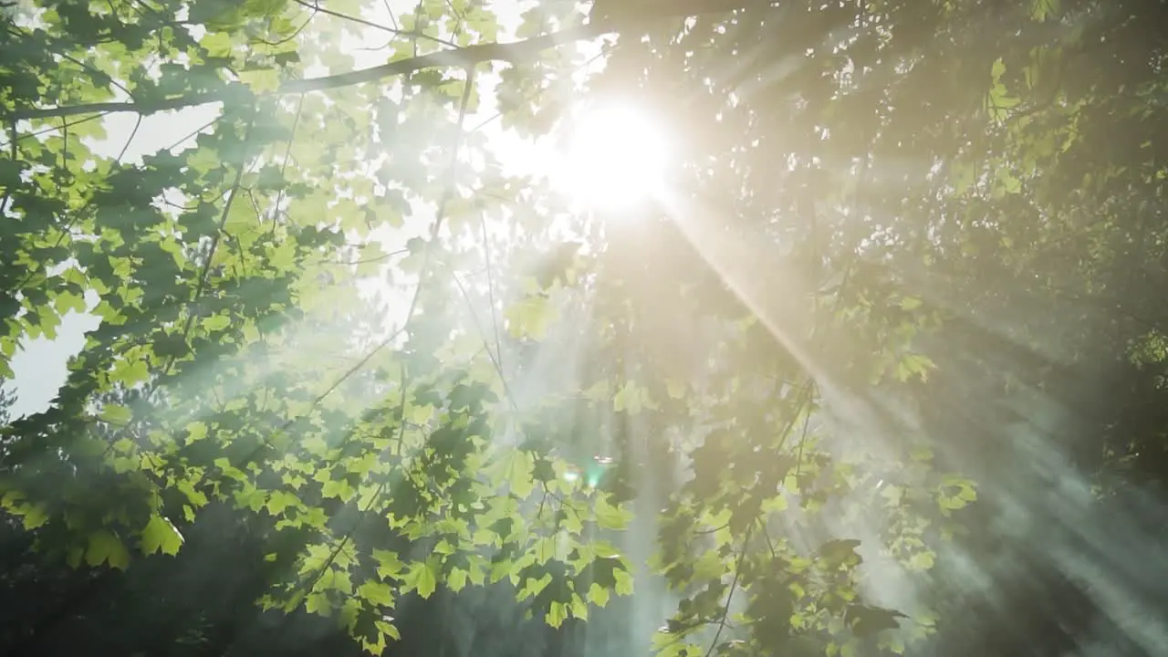 Sun Light And Rays Through Tops Of Branch Trees And Flare On Branch Tree