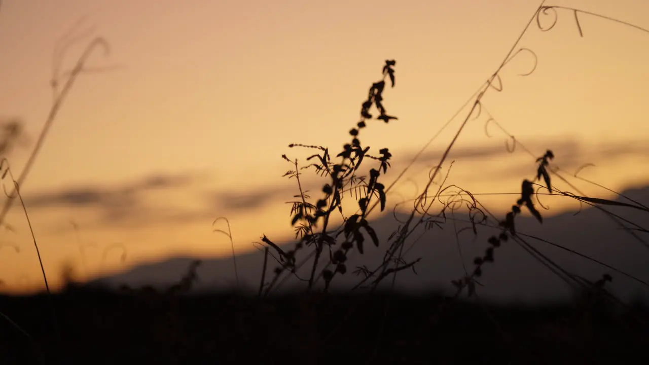 Silhouette Sunset of weeds and grass Blowing in the wind