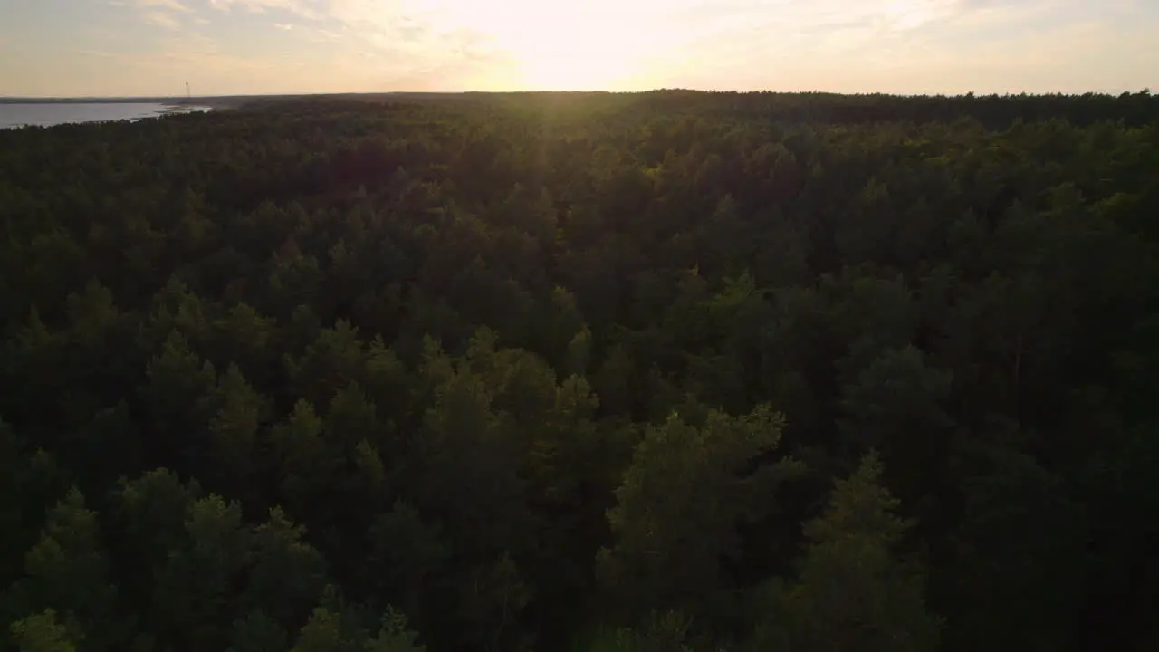 Golden Sunset On Horizon Over Dense Krynica Morska Forest