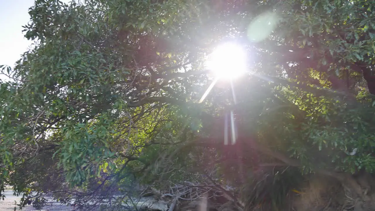 Sun peeks through Schefflera digitata Pate tree branches in pan shot