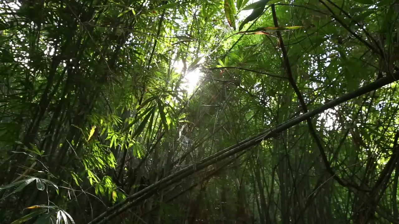 Bamboo Trees and Sunrise