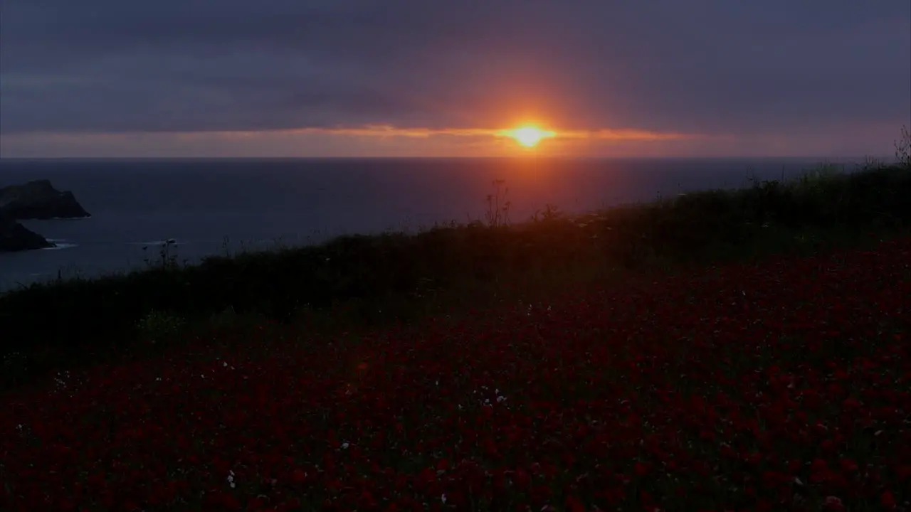 View of a golden sunset with poppies in the foreground off the Cornwall coast Panning shot