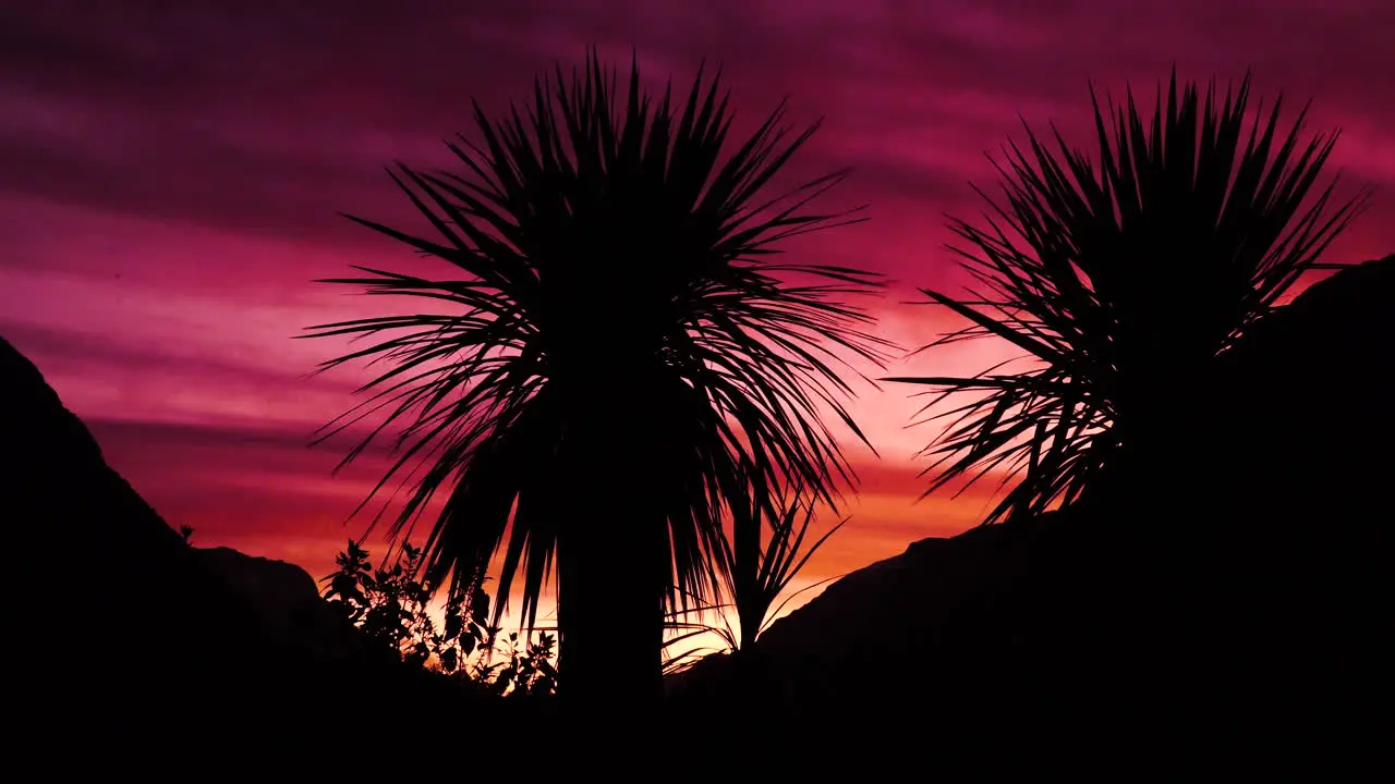 Palm trees silhouette during sunset with dramatic red sky