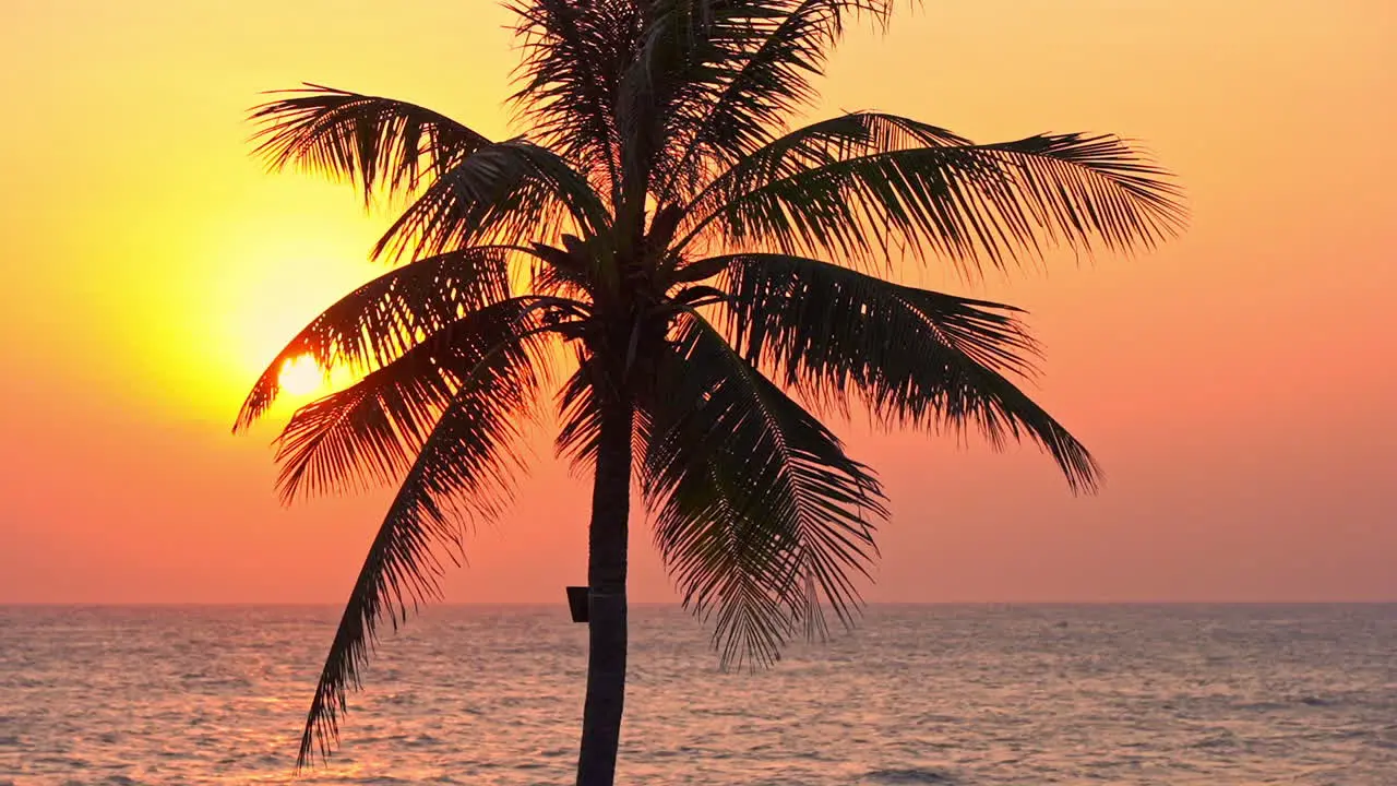 Tropical paradise scenery evening sun above ocean and coconut tree silhouette