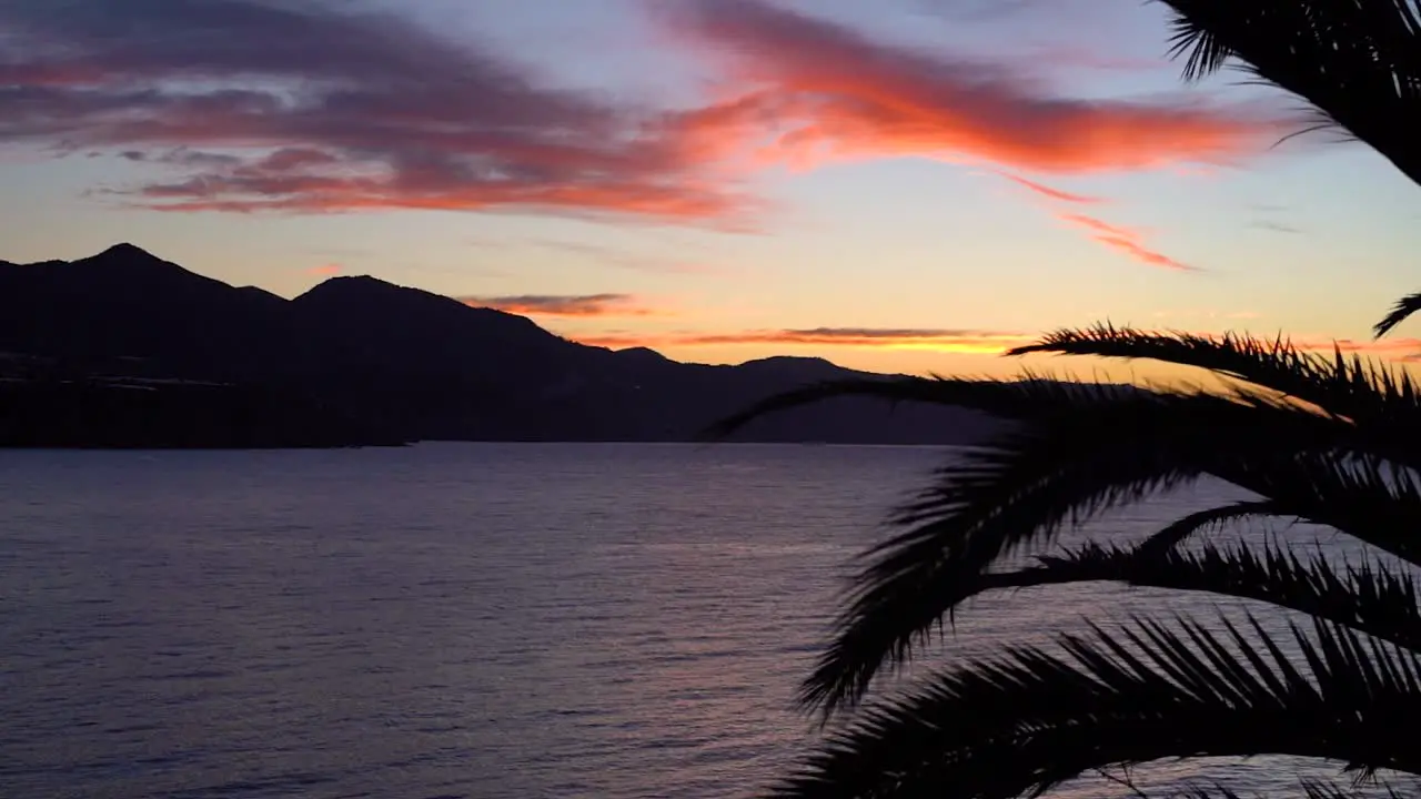 Palm tree silhouette during early morning vibrant sunrise at the ocean