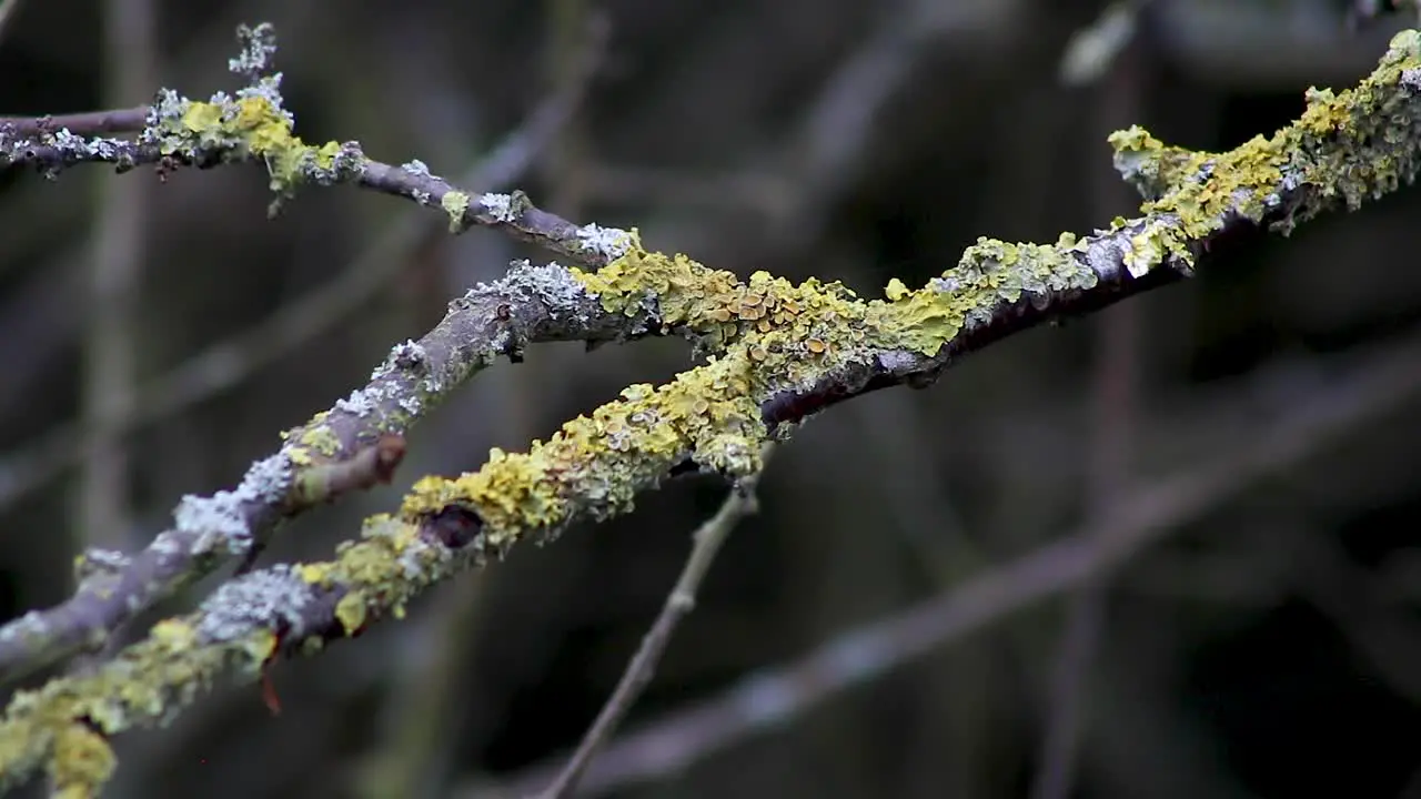 Moss growing on a hedgerow twig