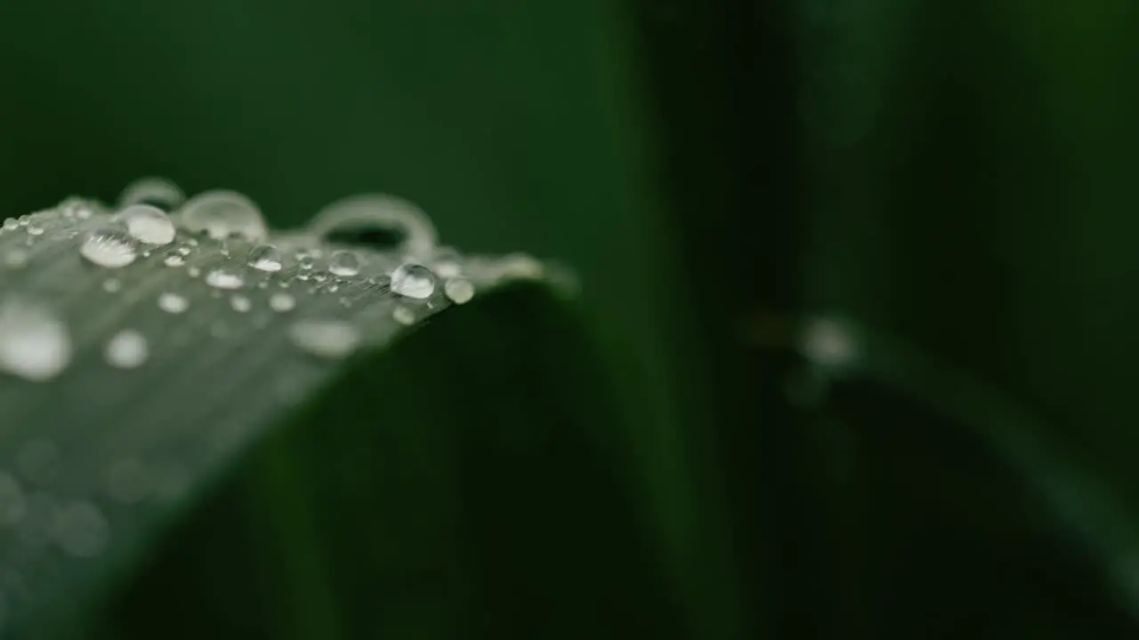 Macro shot of a water drop falling from a leaf in slow motion