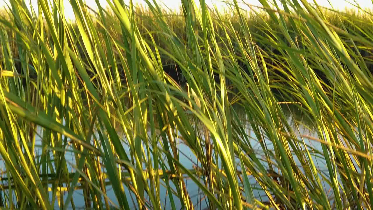 HD 120 fps jib boom up from a shell along tall grass in a waterway to reveal Atlantic City skyline in distance take two