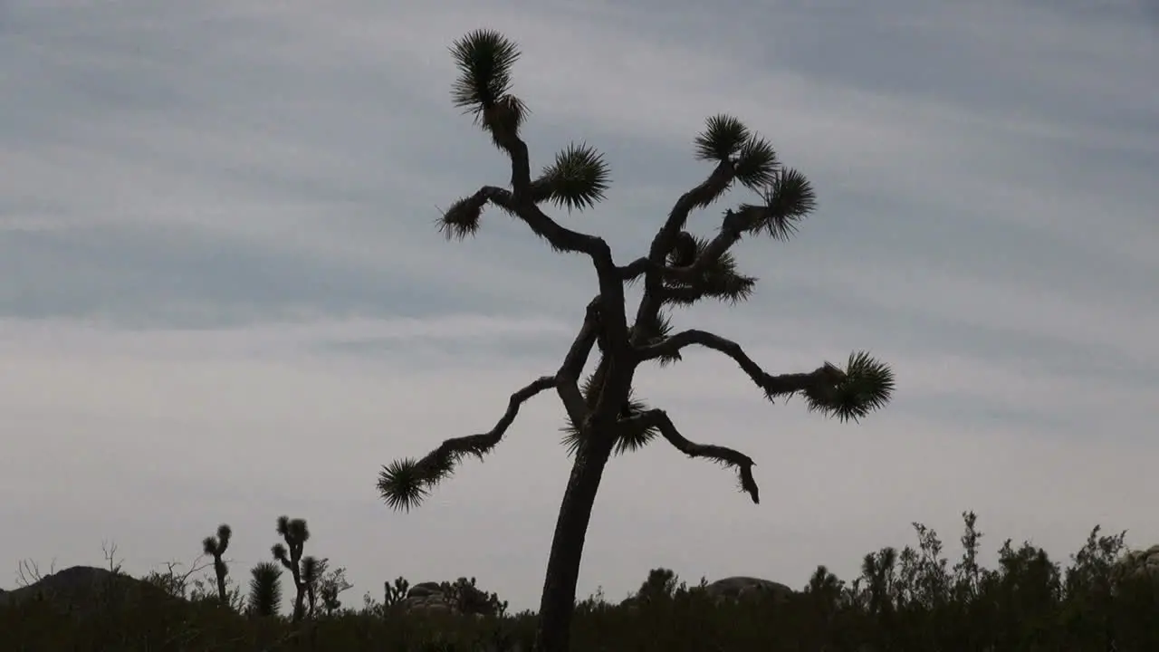 California Joshua Tree in silhouette