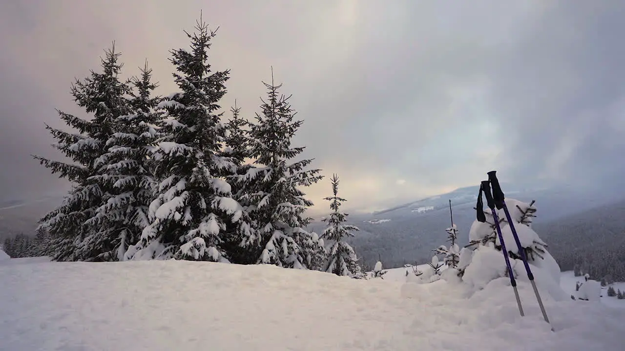 Ski poles in a snowdrift under coniferous trees mountains Czechia