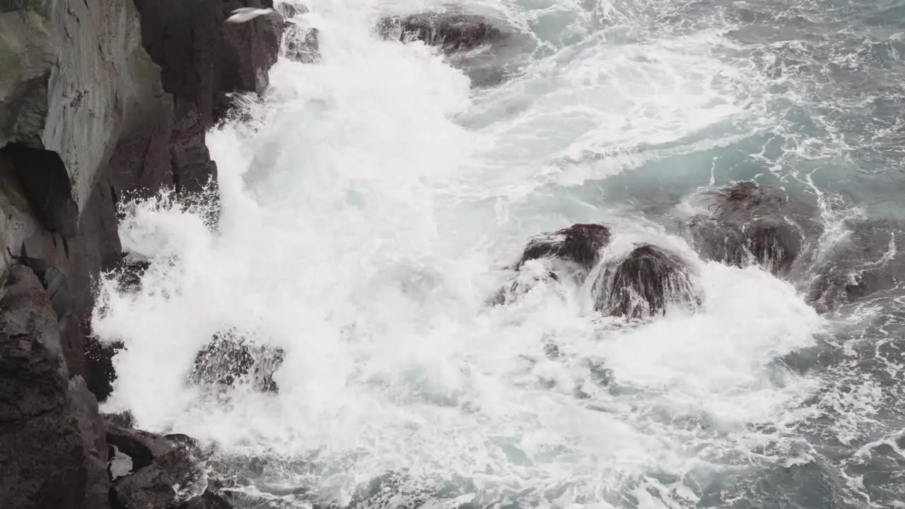 Stormy ocean waves hit dark volcanic cliff near Northern fulmar nesting ground