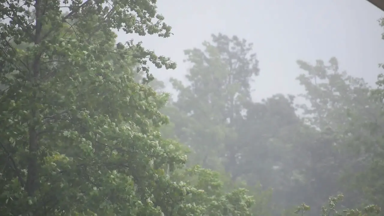 Trees blowing in wind during storm-3